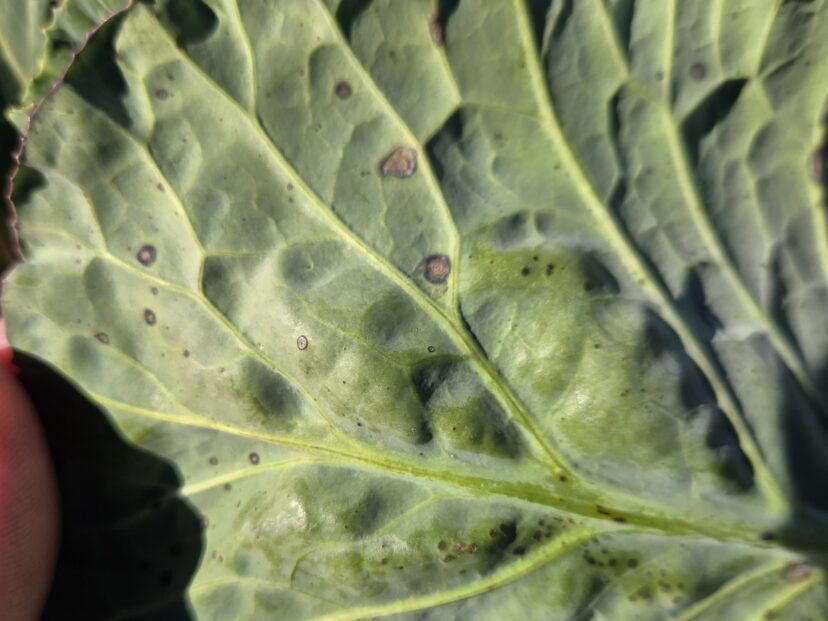 Underside of brassica leaves showing Alternaria black spot disease lesions