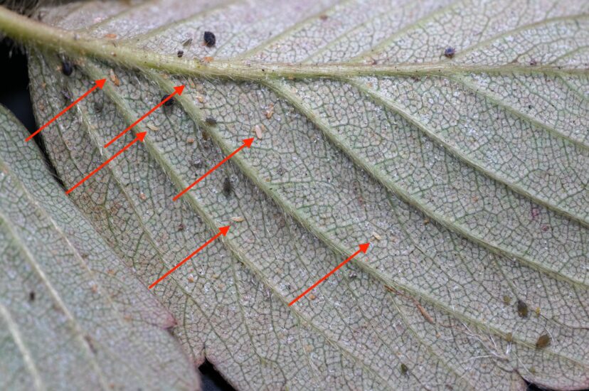 Underside of a strawberry leaflet showing spider mite eggs, nymphs, and adults with predatory bigeyed bug eggs indicated by arrows
