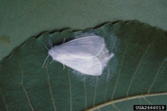 Adult fall webworm moth laying eggs on the underside of a pecan leaf.