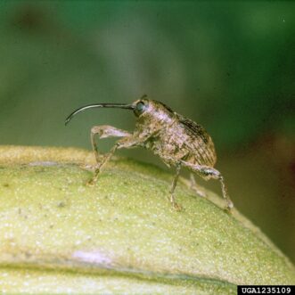 Adult pecan weevil using its long proboscis to puncture a pecan shell for egg laying.
