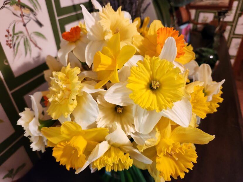 Alt text suggestion: Daffodils symbolizing new beginnings and good fortune.
