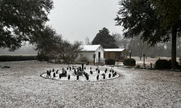 Approximately one inch of snow covering the landscape in the Barnwell and Bamberg area following a winter storm.