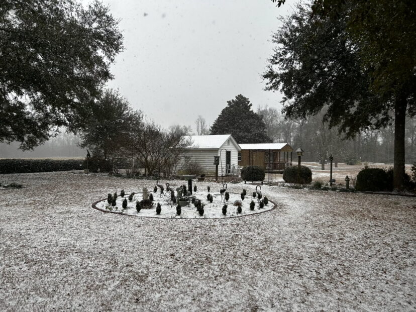 Approximately one inch of snow covering the landscape in the Barnwell and Bamberg area following a winter storm.