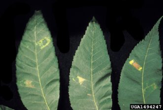 Black pecan aphid damage on pecan leaves showing angular yellow spots caused by toxic saliva during feeding.