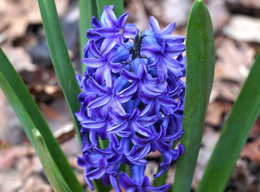 Blue hyacinths symbolizing consistency and sincerity.