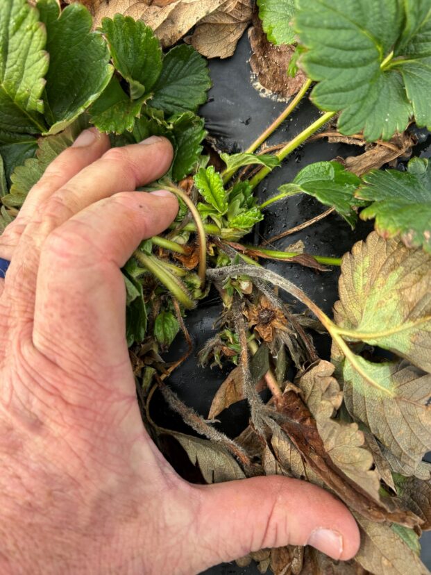 Botrytis infection developing on strawberry plant tissue damaged by cold weather and prolonged wet