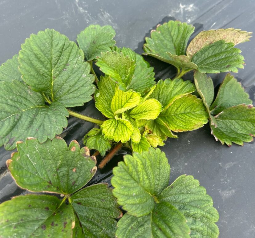 Bright yellow new growth on strawberry plants showing glyphosate herbicide injury symptoms in a production field.