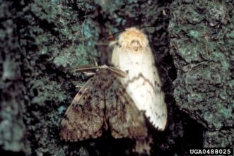 Brown male spongy moth with feathery antennae next to pale female moth.