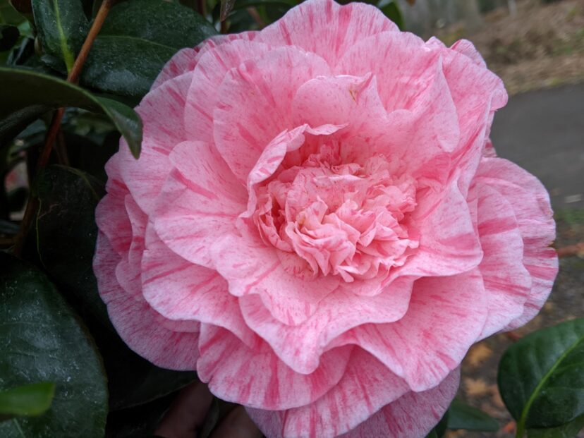 Camellia flowers symbolizing deep affection in the language of flowers for Valentine’s Day.