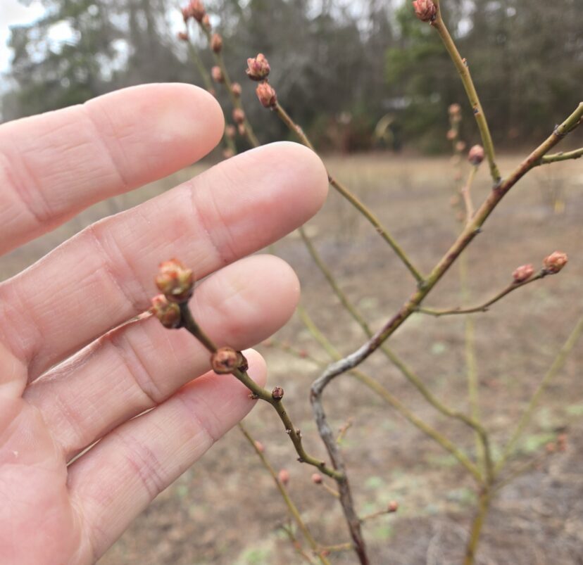 Close-up of early blueberry varieties with swelling buds preparing to break and flower in late winter.