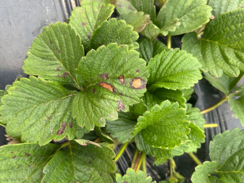 Close-up of strawberry leaves showing suspicious dark leaf spots that may indicate cold injury or disease.