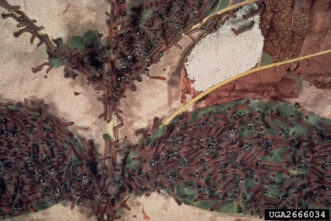 Cluster of walnut caterpillar eggs and newly hatched caterpillars on a pecan leaf.
