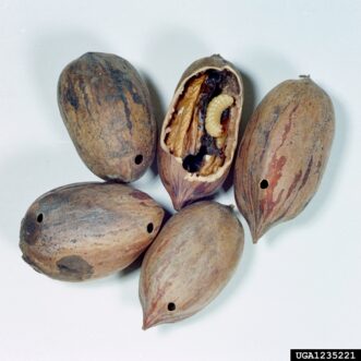 Creamy-white pecan weevil larva feeding inside a pecan kernel.