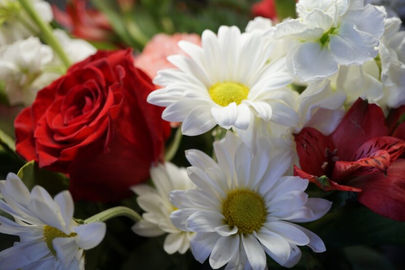 Daisies representing innocence, purity, and true friendship for Valentine’s Day.