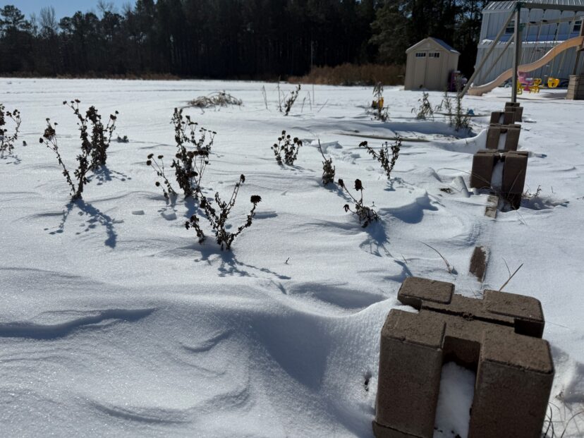 Dormant perennial garden beds covered in snow with dried flower stems visible above the surface.