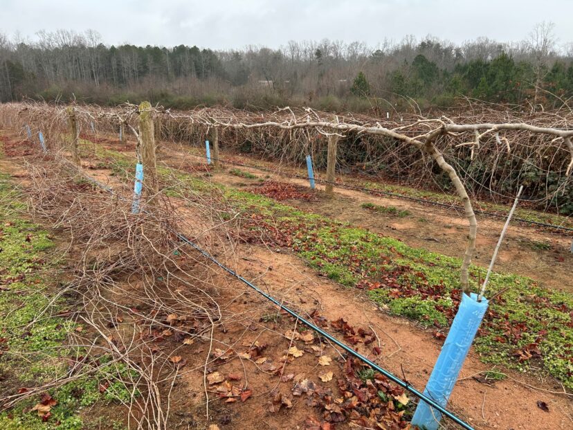 Growers starting to prune dormant muscadine vines in the Upstate region of South Carolina during winter orchard maintenance.