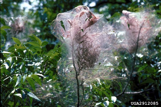 Managing Insect Pests of Pecan Trees in the Home Garden