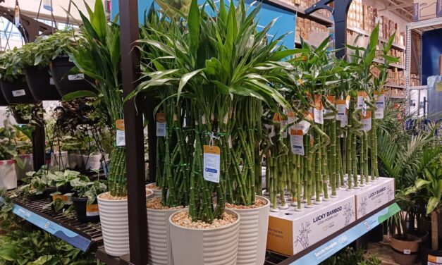 How To Grow and Care for Lucky Bamboo (<em>Dracaena Sanderiana</em>)