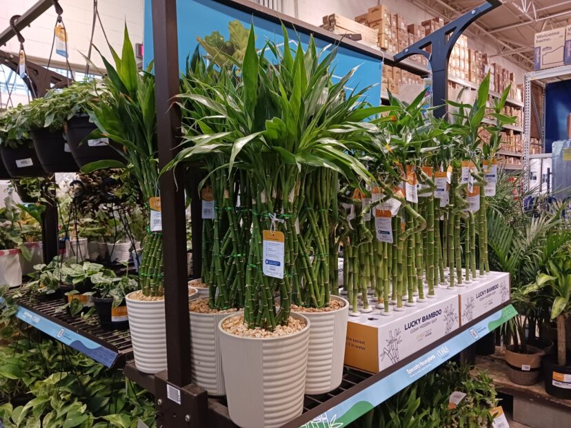 “Lucky bamboo plants arranged on a retail shelf, with multiple green canes growing in white pots filled with pebbles and individual canes for growing in water.”