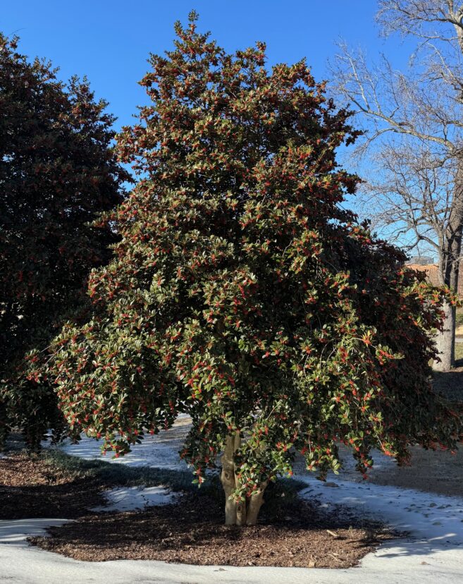 Mary Nell holly with a pyramidal shape maintained by selective pruning.