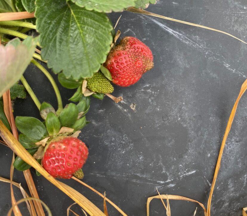 Misshapen bull-nosed strawberries caused by inadequate boron during early fruit development.