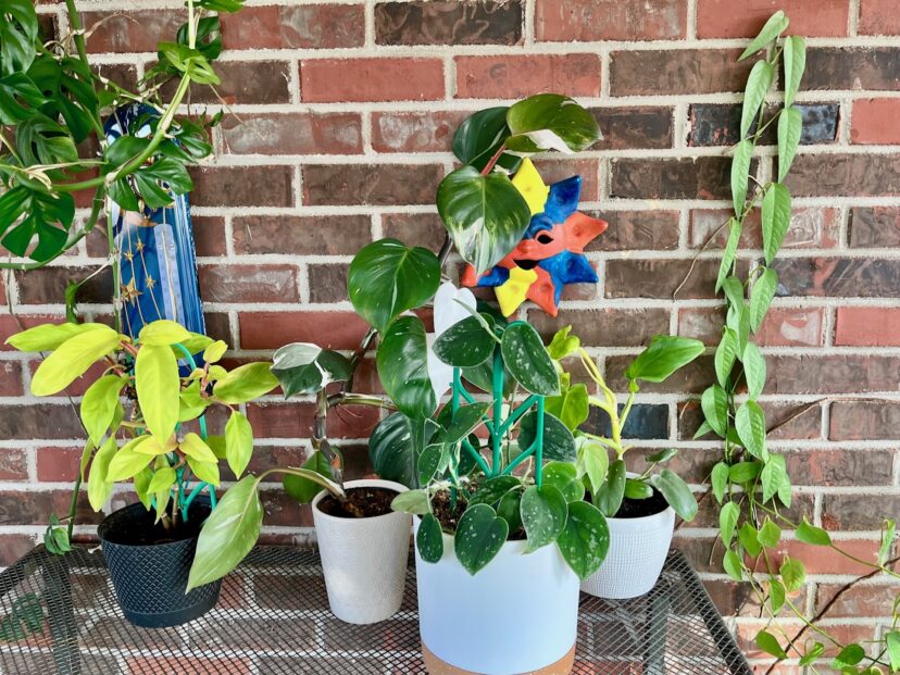 Mixed grouping of potted pothos and philodendron houseplants on a table