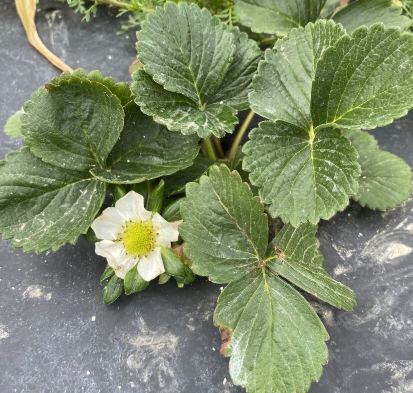 Open strawberry blossom at the popcorn stage vulnerable to cold damage during fluctuating spring temperatures.