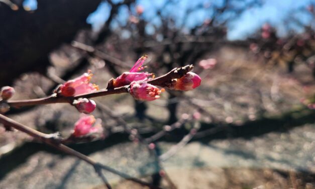 South Carolina Fruit and Vegetable Field Report – February 23, 2026