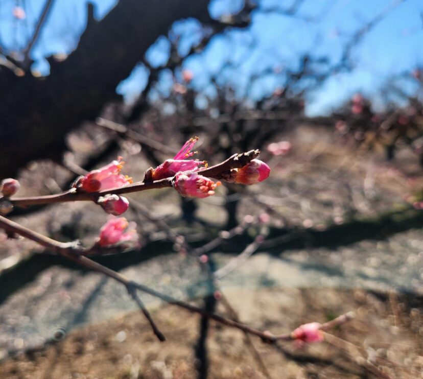 Peach tree branches with early blooms opening after warm winter weather in a South Carolina orchard.
