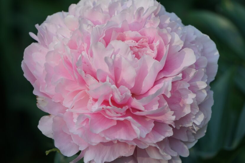 Peonies symbolizing love, romance, prosperity, and new beginnings for Valentine’s Day.