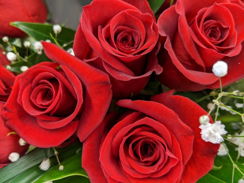 Red roses symbolizing love and passion for Valentine’s Day in the language of flowers.