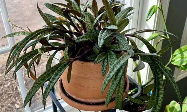 End-of-Winter Houseplant Care: How to Prepare Indoor Plants for Spring