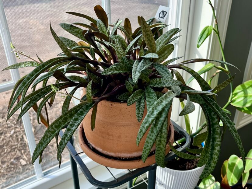 Silver squill houseplant blooming in a terracotta pot indoors