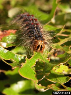 Spongy moth caterpillar with five pairs of blue dots and six pairs of red dots feeding on tree leaves.