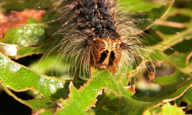 Spongy moth caterpillar with five pairs of blue dots and six pairs of red dots feeding on tree leaves.