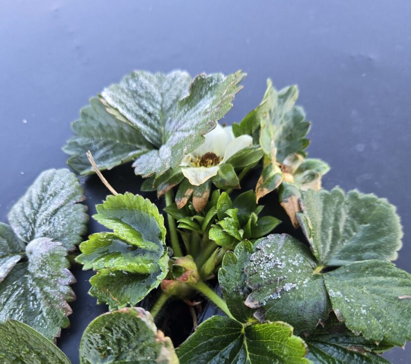 Strawberry bloom with a blackened center caused by frost injury following recent cold temperatures in South Carolina.