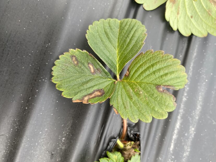 Strawberry leaves showing lesions that may be caused by disease following rain and warming temperatures in the Pee Dee region.