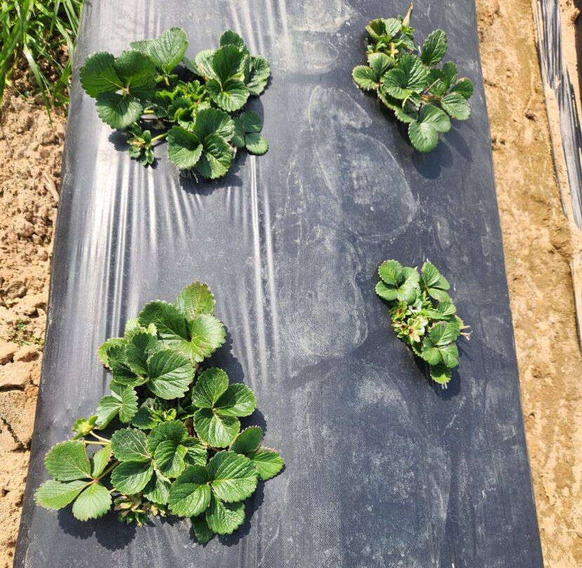 Strawberry plants in raised beds growing slowly under cool late-winter conditions.