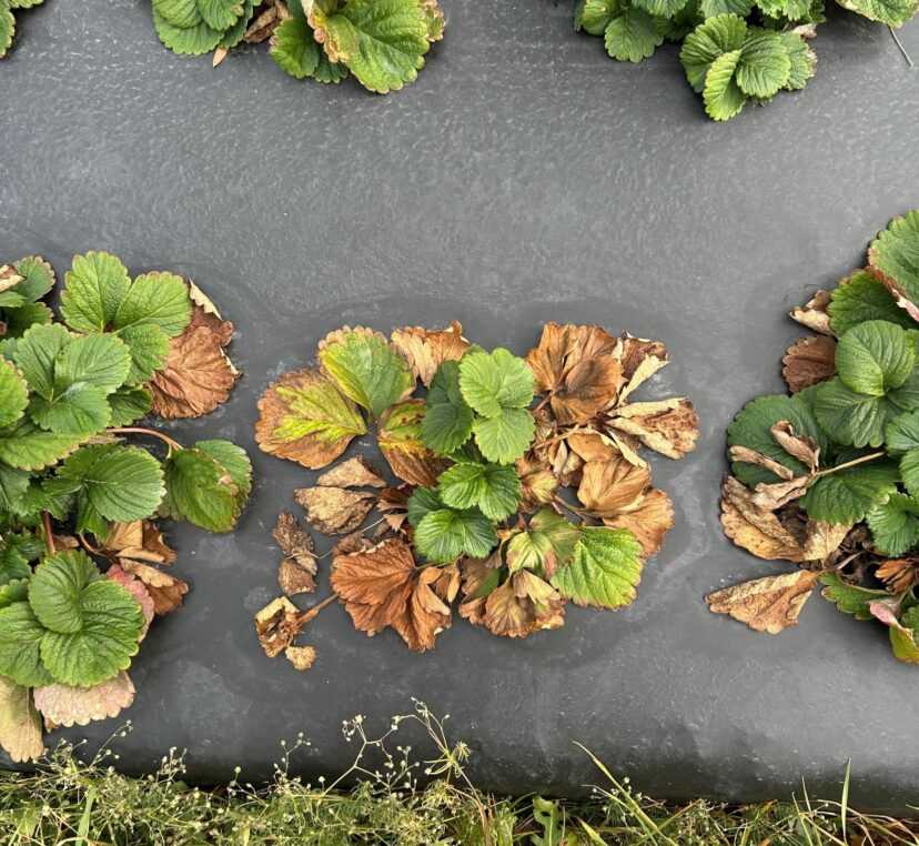 Strawberry plants showing extensive dead and dying foliage caused by botrytis crown rot in the Upstate region.
