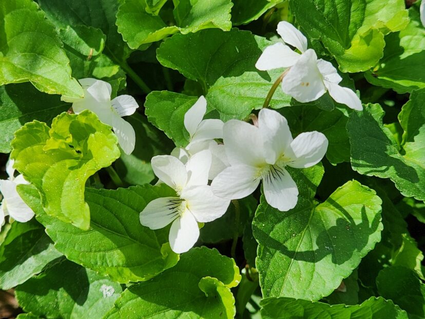 Violets symbolizing modesty, faithfulness, and remembrance.