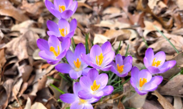February Week 4 Garden Photos