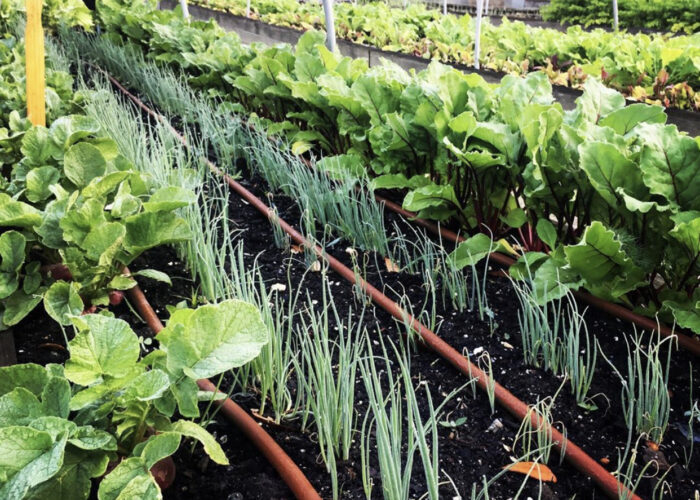 Learn skills for a bountiful vegetable gardening.