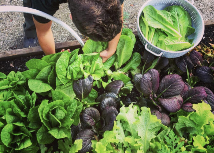 Abundant raised bed garden harvests.