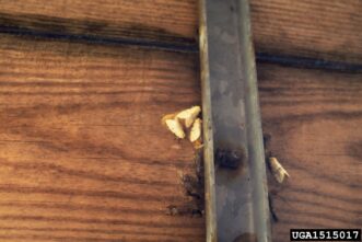 Adult spongy moths resting on a metal and wood structure near egg masses.