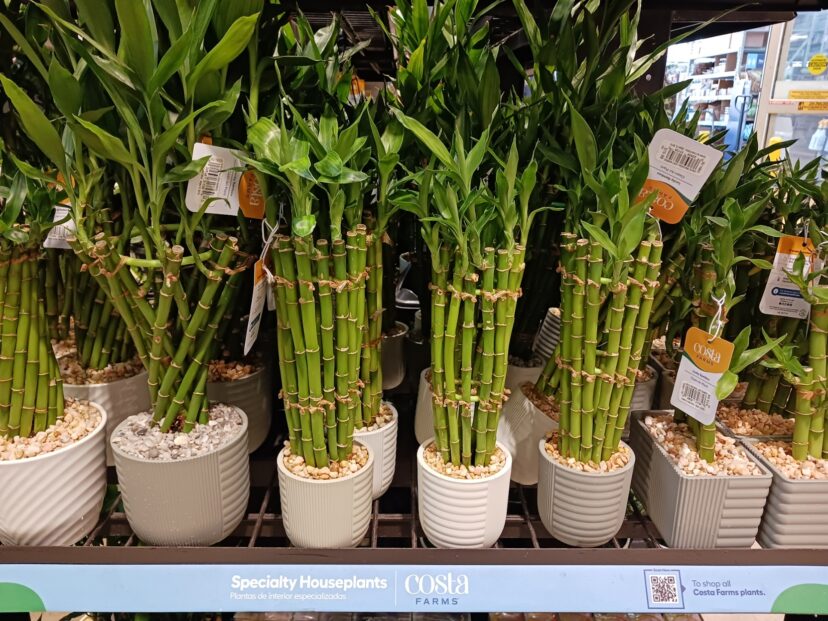 Symbolic grouping of lucky bamboo stalks in containers with pebbles.