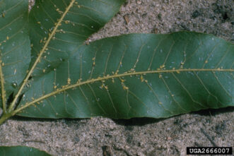 Yellow pecan aphids feeding on the underside of a pecan leaf, producing honeydew that can lead to sooty mold.