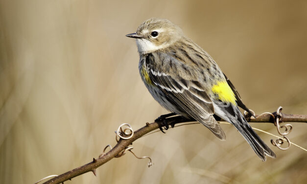 Yellow-rumped warbler perched on a branch, showing its bright yellow rump patch.