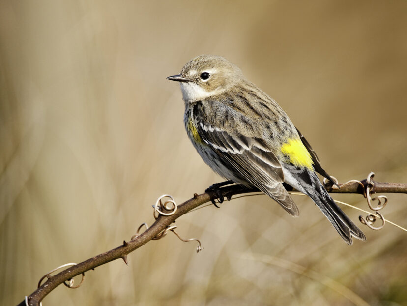 Yellow-rumped warbler perched on a branch, showing its bright yellow rump patch.