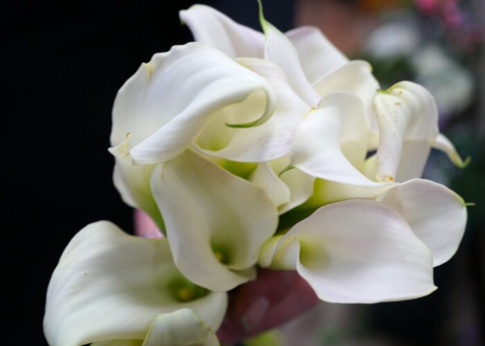 “A bridal bouquet featuring elegant white calla lilies arranged in a simple, refined cluster with smooth, curved petals.”
