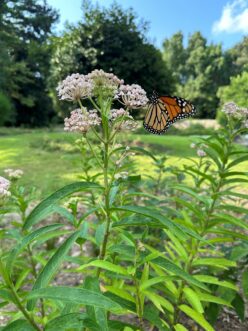 Adult monarch butterfly resting on pink swamp milkweed flowers while feeding on nectar.